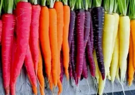 marchew-wielobarwna-mix-odmian-czerwona-fioletowa-biala-zolta-legutko