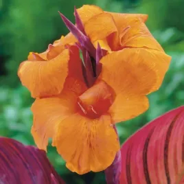 canna-red-kanna-pomaranczowa-1-szt-bulwa-klacze