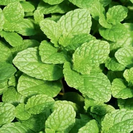 mieta-klosowa-wieloletnia-aromatyczna-lecznicza-nasiona-ziol-vilmorin