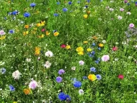 laka-kwietna-trawnik-mix-roslin-miododajnych-1kg-kwietna-laczka-hit