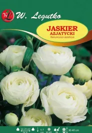 ranunculus-jaskier-azjatycki-bialy-10szt-l57