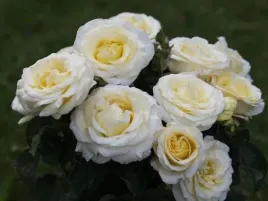 roza-premium-wielkokwiatowa-biala-sadzonka-ladna-zdrowa-pachnaca