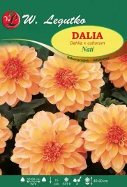 dalia-rabatowa-nati-miodowo-brzoskwiniowa-1szt-klacze-duze-kwiaty