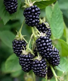 jezyna-bezkolcowa-black-satin-1l-duze-owoce-odporn