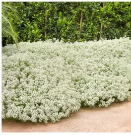 rogownica-kutnerowata-bylina-caloroczna-nasiona