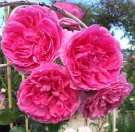 roza-premium-pnaca-pink-rozowa-sadzonki-pachnaca-pnaca