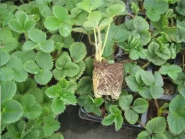 poziomka-caloroczna-regina-duze-sadzonki-poziomki