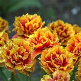 tulipan-pelny-strzepiasty-gold-dust-5-szt-pomaranczowy-zestaw-cebule