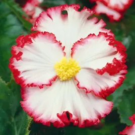 begonia-dwukolorowa-crispa-marginata-1-szt-005