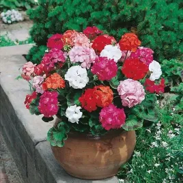 pelargonia-rabatowa-mix-kolorow-pelargonium-zonale-25-nasion-toraf