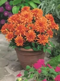 dalia-border-autumn-fairy-pomaranczowa-1szt-klacze-dalie-duze-donniczek