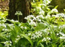 allium-ursinum-czosnek-niedzwiedzi-1-sztuka-bulwa-klacze-ziola