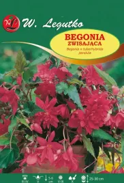 begonia-bulwiasta-zwisajaca-rozowa-1szt-bulwa-klacze-cebule-kwiatowe