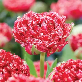 tulipan-strzepiasty-czerwony-pelny-qatar-5-szt-tulipany-xxl-zestaw-cebule