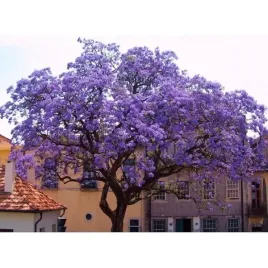 paulownia-cesarska-omszona-drzewo-tlenowe-pieknie-kwitnie-drzewka-ozdobne