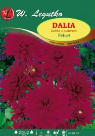 dalia-kaktusowa-velvet-purpurowo-wisniowa-1szt-l13