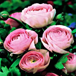 ranunculus-jaskier-jaskry-rose-rozowy-5-szt-xxl