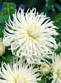 dalia-strzepiasta-white-star-biala-1szt-klacze-ogromne-kwiaty-dalie