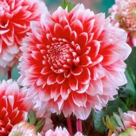 dahlia-dalia-red-and-white-fubuki-1szt-dwu-kolorowa-bulwa-klacze