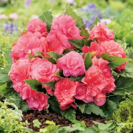 begonia-niska-non-stop-rozowa-1-szt-bulwa-klacze-cebule-kwiatowe