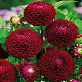 dalia-dalie-pomponowa-bella-czerwona-1-szt-bulwa-klacze-zdrowe