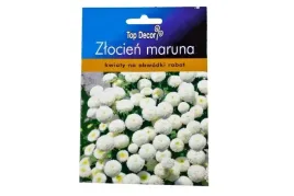 zlocien-maruna-biale-kwiaty-whie-ball-600-nasion