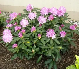 rododendron-rozowofioletowe-kwiaty-sadzonka-xl