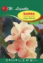 kanna-angel-martin-brazowolistna-niska-1szt-klacze-morelowa-cebule