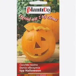 dynia-zwyczajna-olbrzymia-big-max-halloween-2g