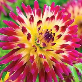 sadzonki-dahlia-strzepiasta-dalia-tahiti-1szt-bulwa-klacze-zdrowe
