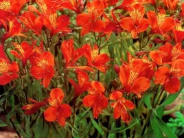 alstroemeria-liliowiec-orange-king-1szt-bulwa-klacze-cebula