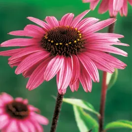 echinacea-jezowka-purpurowa-1-szt-sadzonki-w-donniczka-zdrowa
