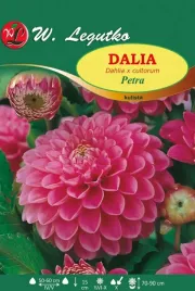 dalia-kulista-junona-rozowa-sadzonki-1szt-l10