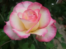 roza-wielkokwiatowa-bialo-rozowa-pachnaca-na-kwiat-ciety