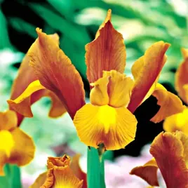 irys-irysy-holenderski-bronze-queen-10-szt-vilm