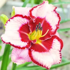 liliowce-liliowiec-lies-and-lipstick-1szt-czerwono-bialy-bulwa-klacze