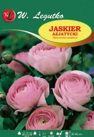 ranunculus-jaskier-azjatycki-rozowy-10szt-l57