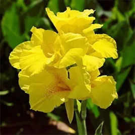 canna-red-kanna-zolta-1-szt-sadzonka-xxl