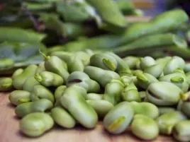 bob-windsor-bialynajsmaczniejszy-i-plenny-sreedniowczesny