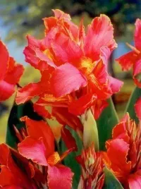 canna-paciorecznik-aida-rozowy-klacza-1szt-w220