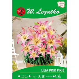 lilia-azjatycka-karlowa-pink-pixie-rozowa-1szt-bulwa-sadzonka-pachnaca
