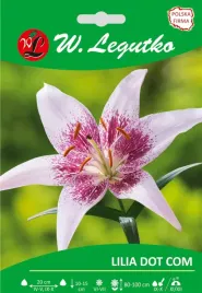 lilia-azjatycka-dot-com-bialo-fioletowa-cebulka-kwiatowa-1szt