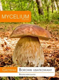 grzybnia-prawdziwek-borowik-usiatkowany