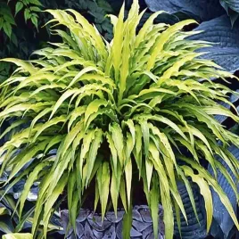 hosta-funkia-curly-fries-cebulka-bulwa-klacze-cebule-kwiatowe-1-szt