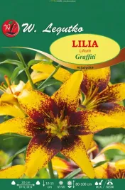 lilia-azjatycka-graffiti-zolto-bordowa-sadzonki-1szt-bulwa-pachnaca