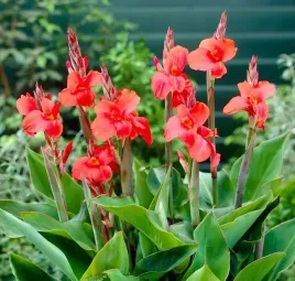 canna-paciorecznik-mrs-oklahoma-czerwona-1szt-w220