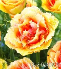 tulipan-strzepiasty-vaya-con-dios-3-szt