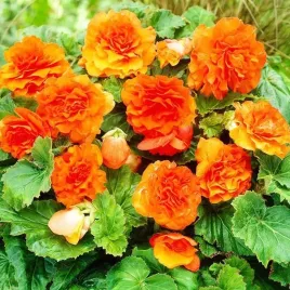 begonia-wielokwiatowa-pomaranczowa-1-szt-002