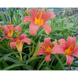 liliowce-liliowiec-hall-s-pink-sadzonka-pieknosc