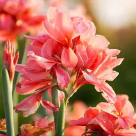 canna-paciorecznik-kanna-city-of-portland-1szt-xxl